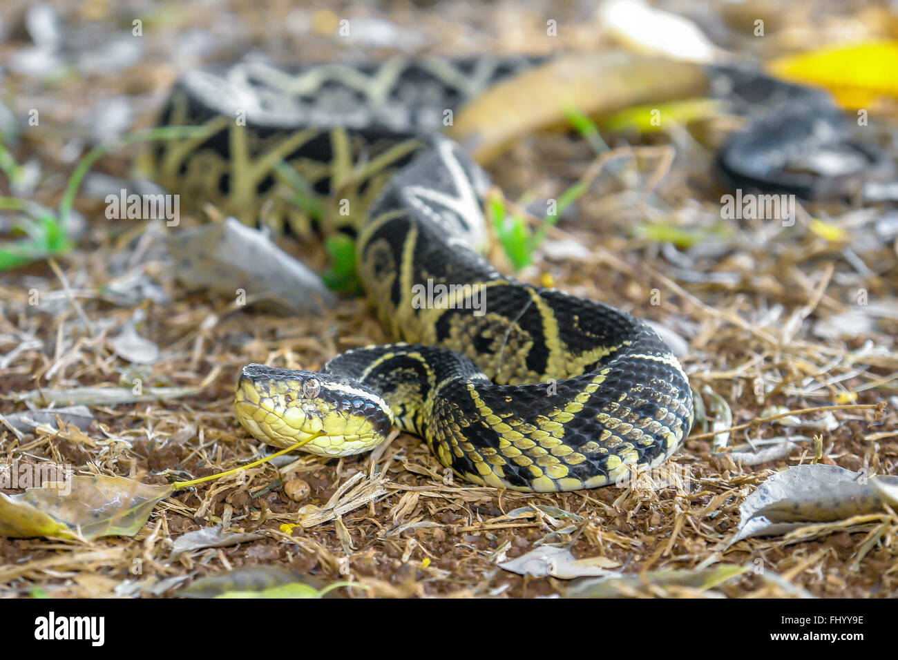 Niacanina south america dangerous snake Stock Photo