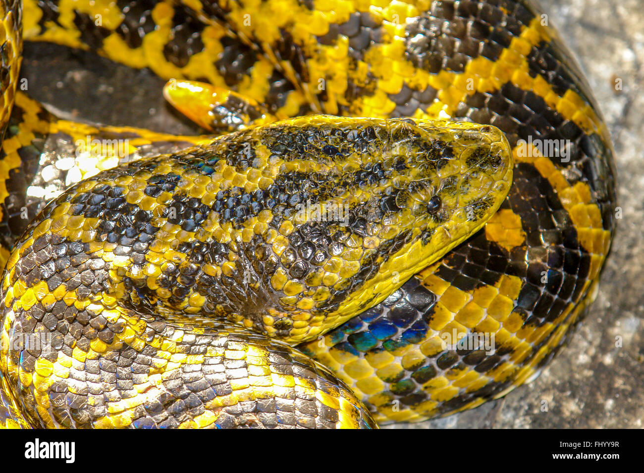 boa constrictor yellow boa constrictor yellow