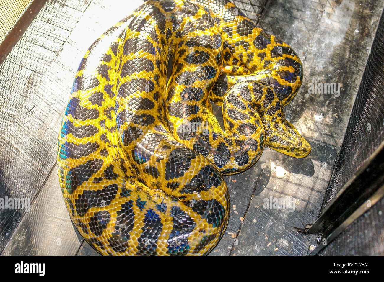 Yellow boa constrictor hi-res stock photography and images - Alamy