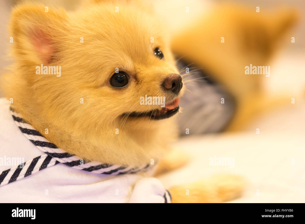 Cute pomeranian dog wearing sailor shirt, smiling on the sofa Stock Photo