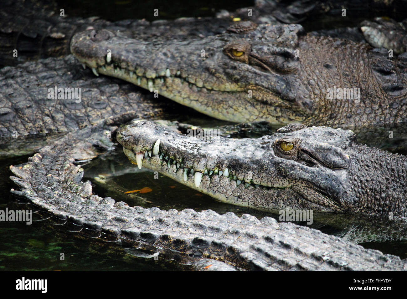 MIRI/MALAYSIA - 24 NOVEMBER 2015: Agglomeration of crocodiles in the water in Borneo next to the border between Malaysia and Bru Stock Photo