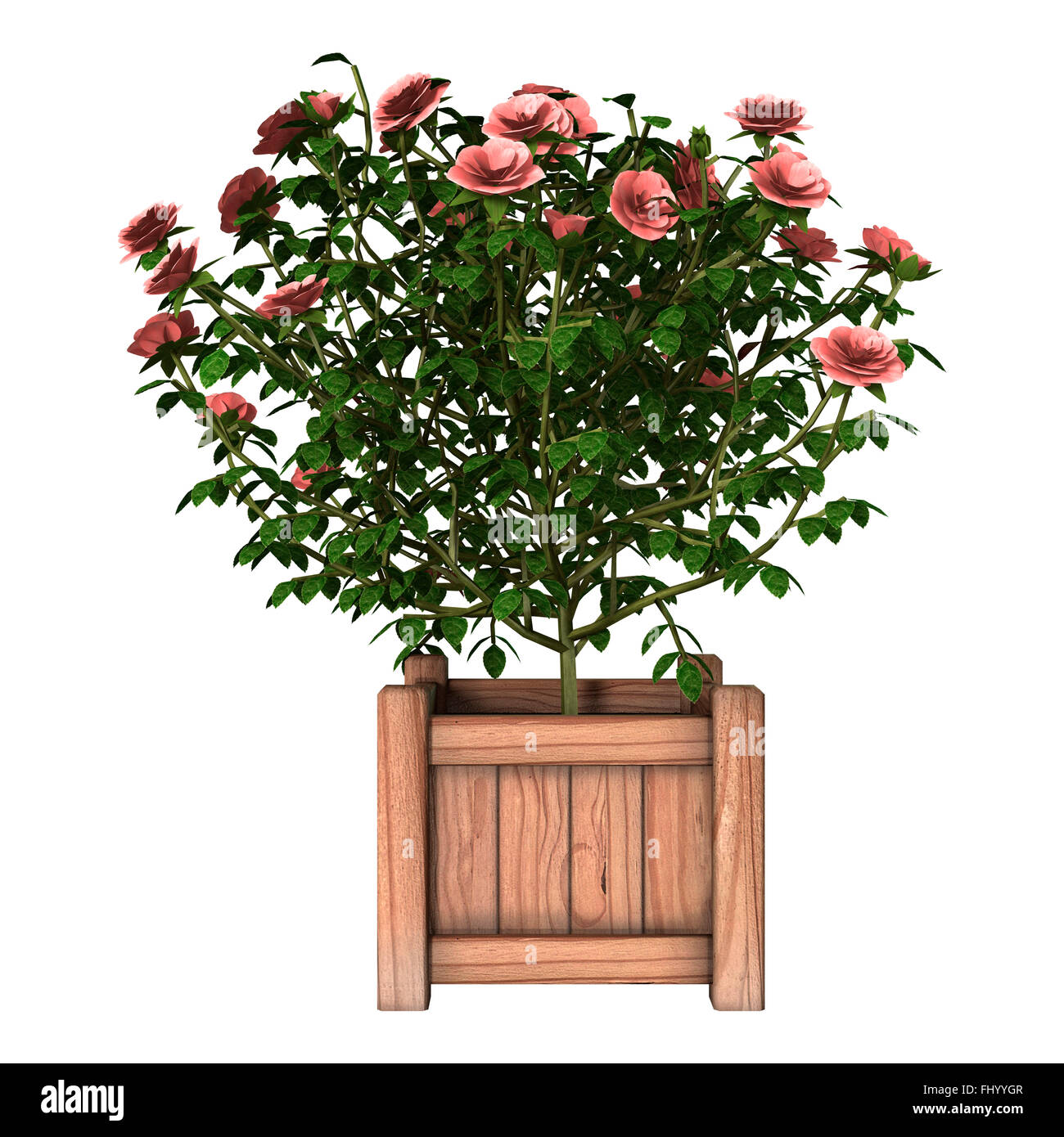 3D digital render of a pink rose bush isolated on white background ...