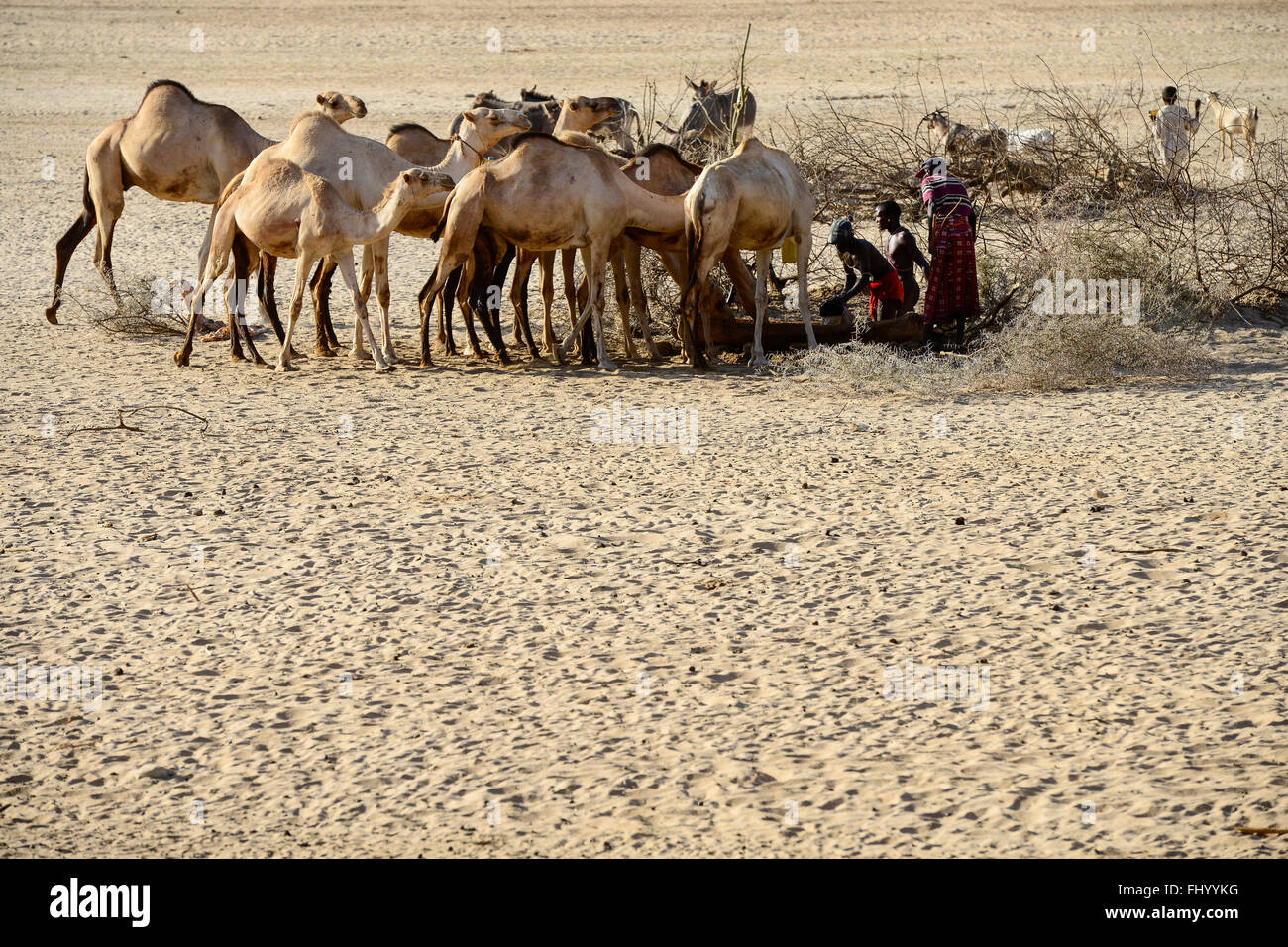 KENYA Marsabit, Samburu pastoral tribe, Samburu village Ngurunit, camels get water from water hole fenced with thorn shrub in dry river bed of river Ngurunit / KENIA, Marsabit, Samburu Dorf Ngurunit, Kamele an einer Traenke im trockenen Flussbett des Flusses Ngurunit Stock Photo