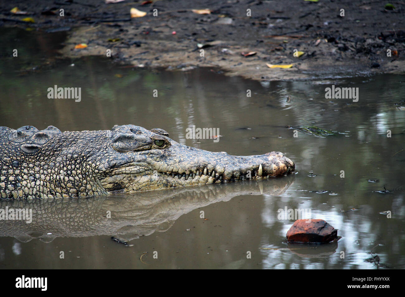 MIRI/MALAYSIA - 24 NOVEMBER 2015: Detail of a crocodile's head coming out of the fresh water in Borneo Stock Photo