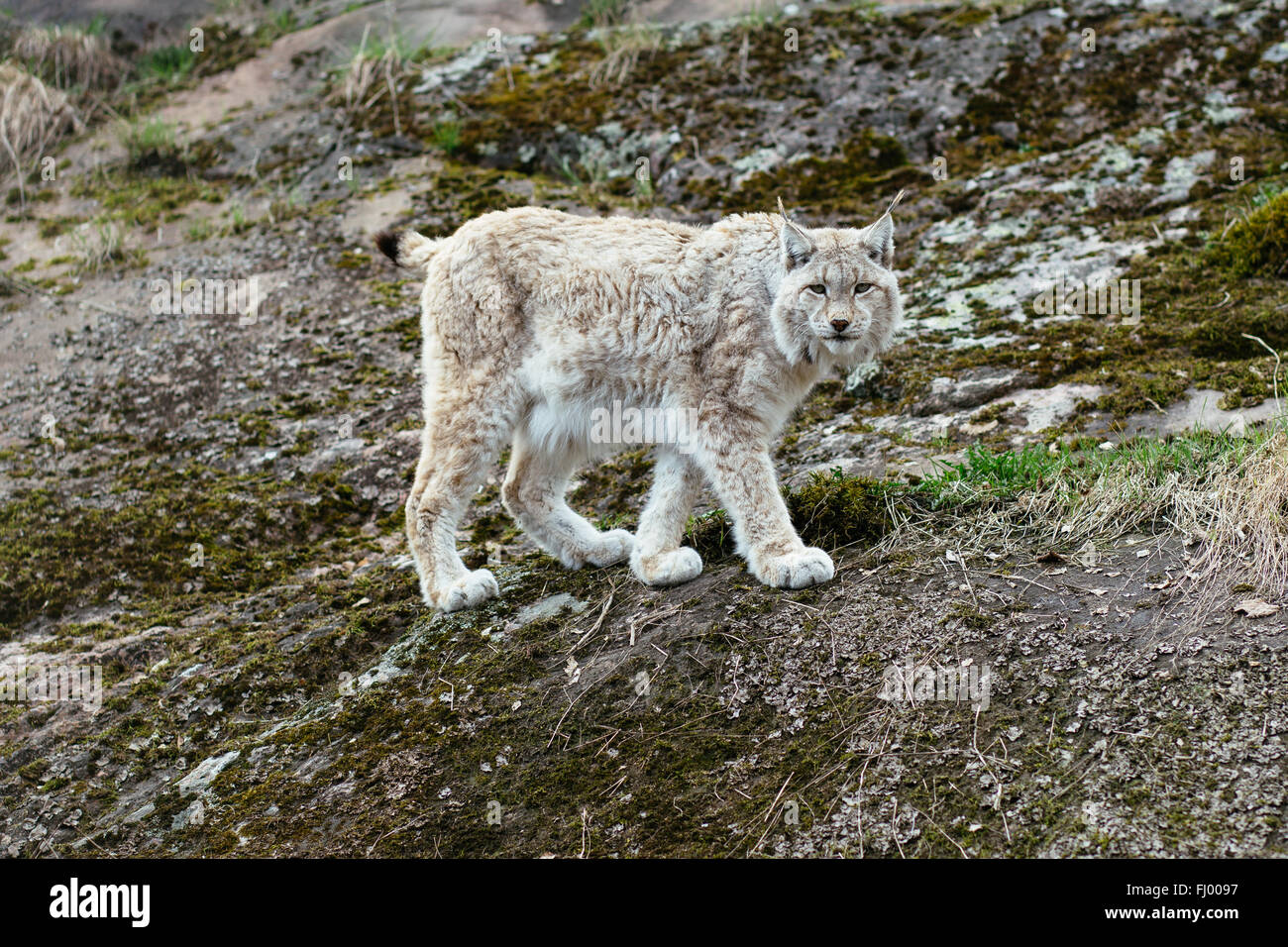 Looking white-gray wild lynx walking on rock Stock Photo - Alamy