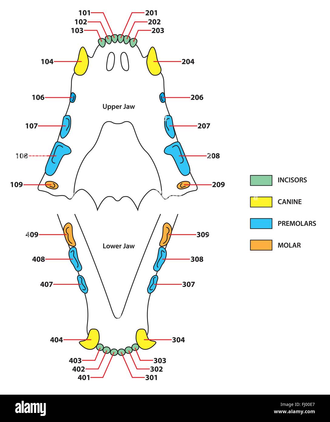 construction of a cats teeth dental formula Stock Vector