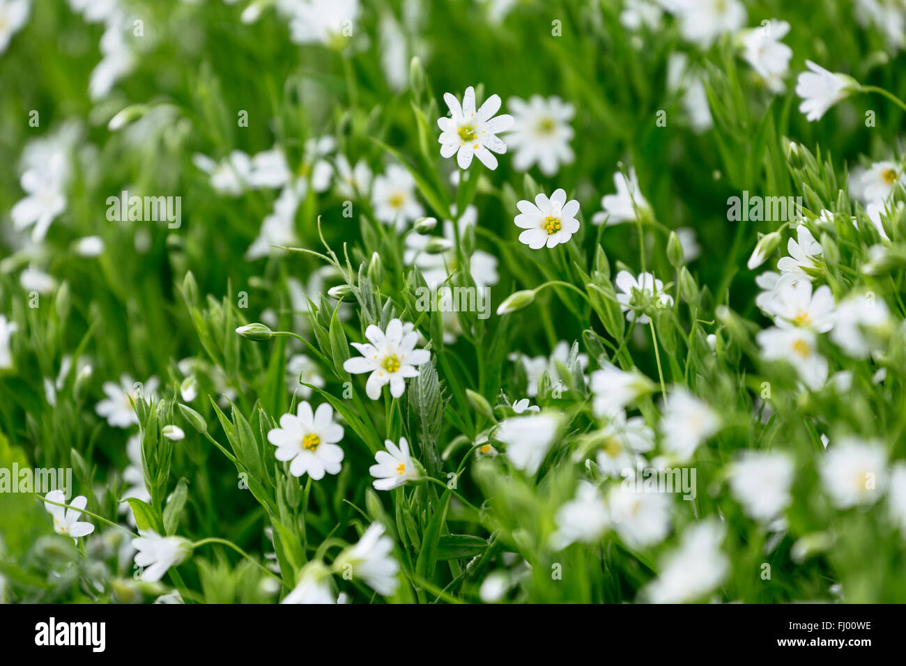 White Spring Forest Flower Caryophillaceae Stellaria and green grass Stock Photo