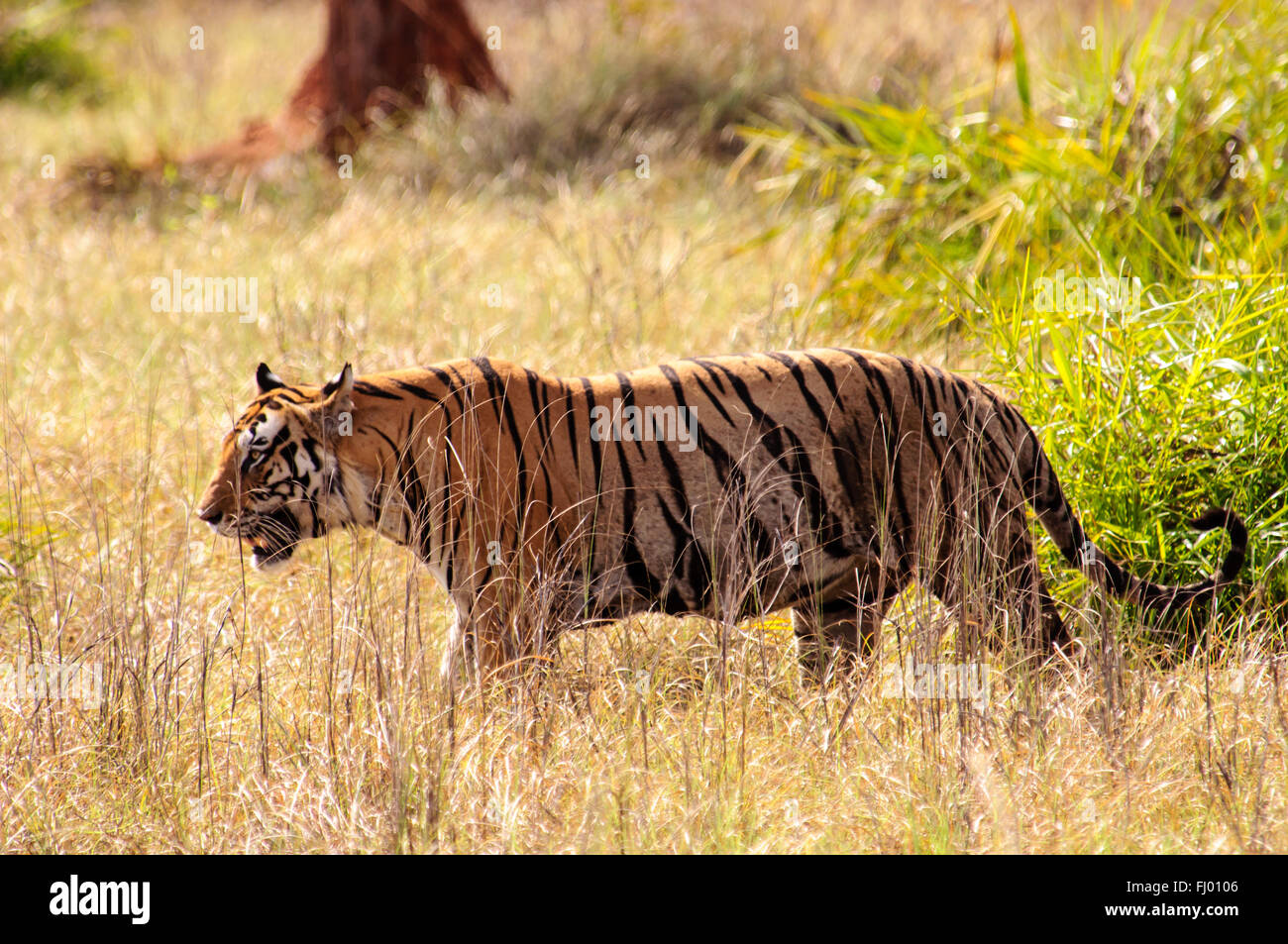 Tiger on the prowl in Kanha national park Stock Photo