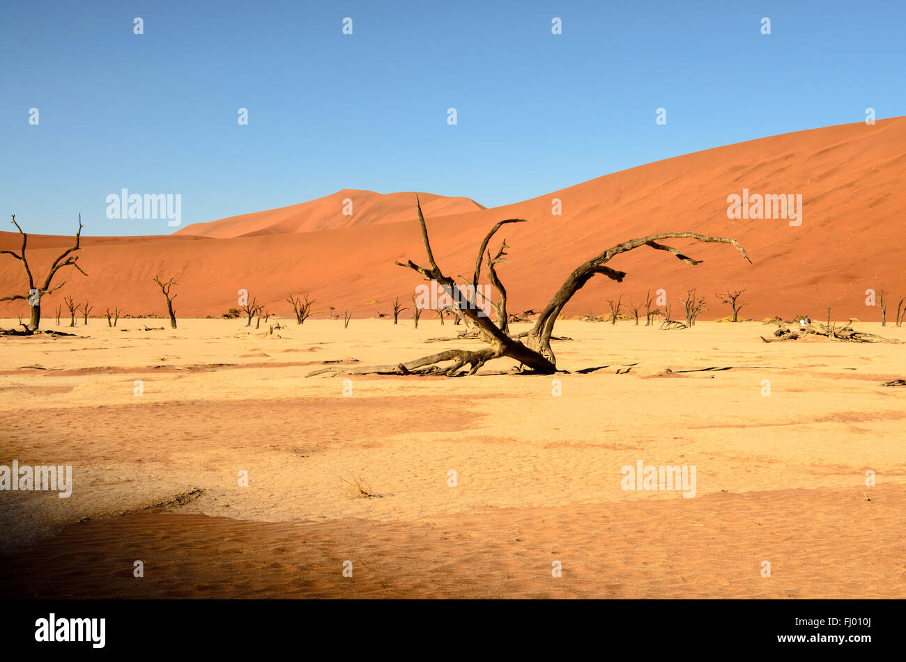 Stunning Dead viel in namibia Stock Photo