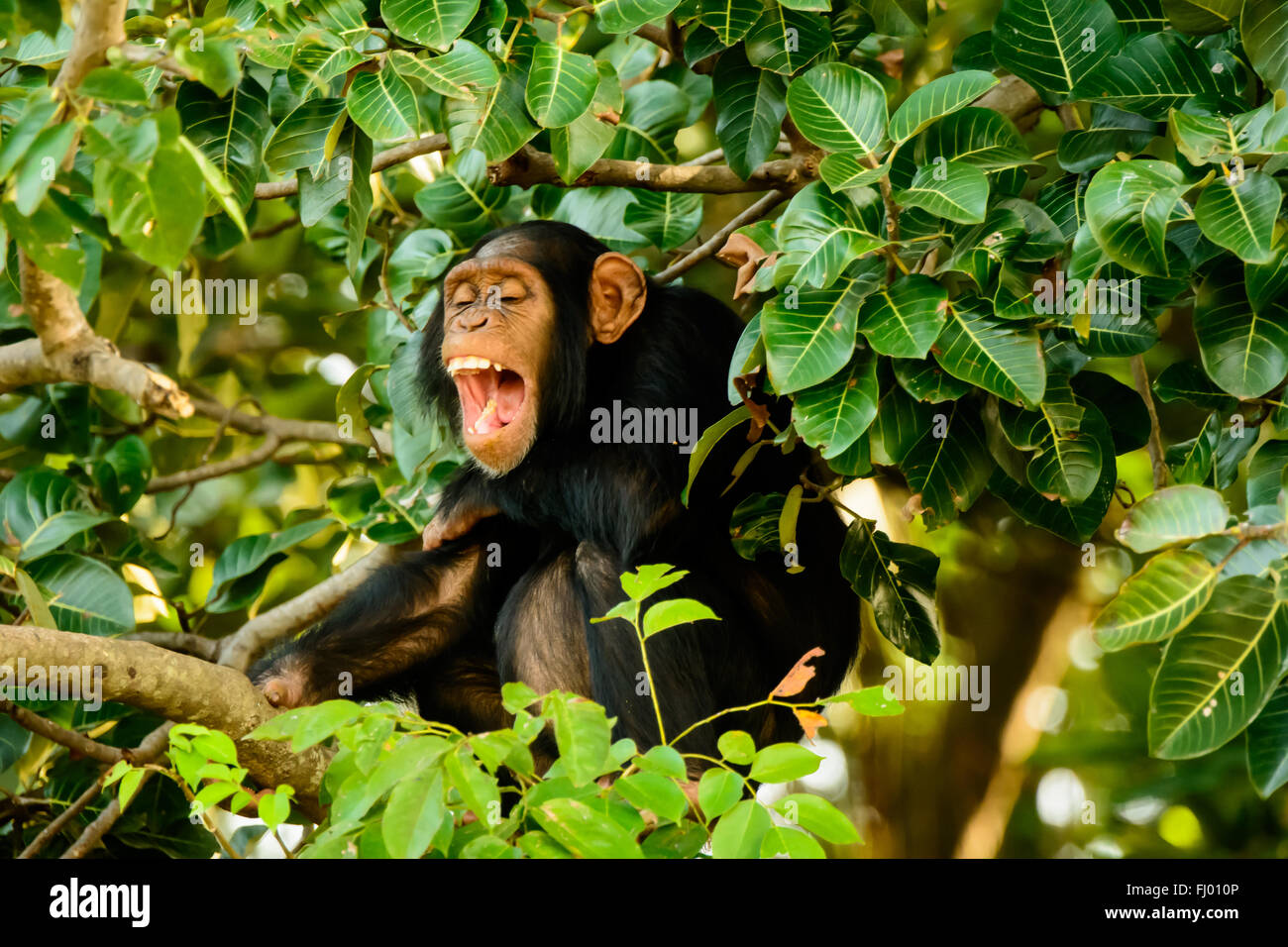 Chimp having a good laugh Stock Photo