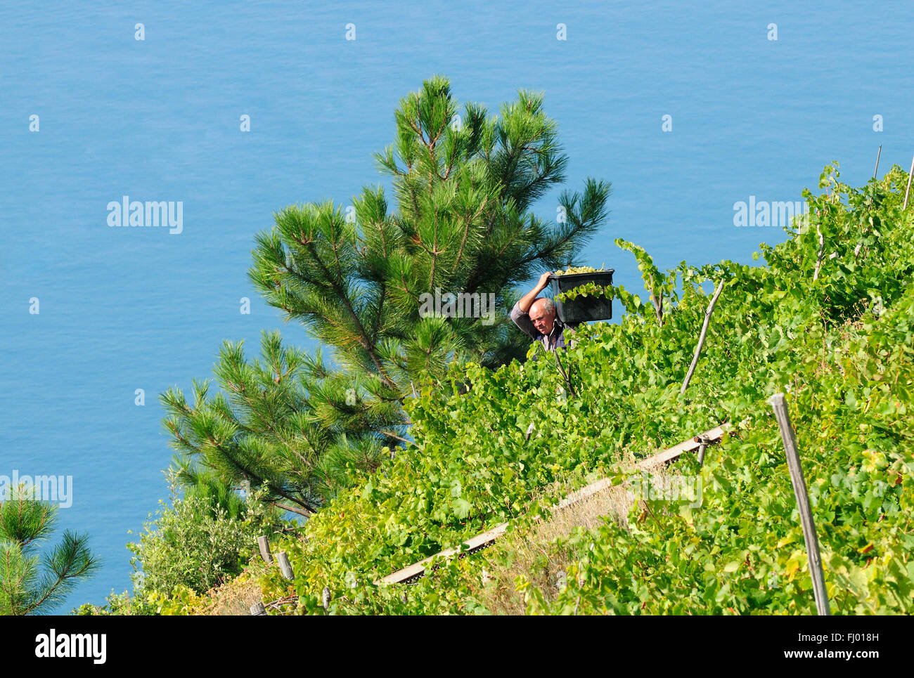 A vineyard of Schiacchetrà vine overlooks the coast on the cliffs of the Mediterranean along the Italian Riviera, Corniglia Stock Photo