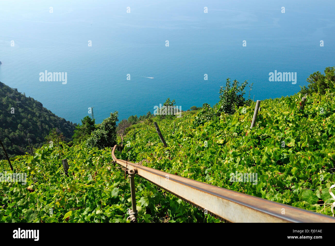 A vineyard overlooks the coast on the cliffs of the Mediterranean along the Italian Riviera, Corniglia Stock Photo