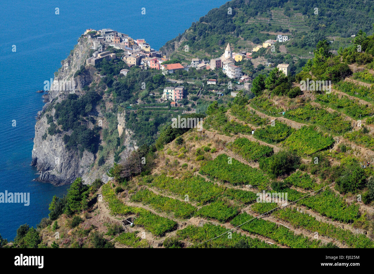 A vineyard overlooks the coast on the cliffs of the Mediterranean along the Italian Riviera, Corniglia Stock Photo