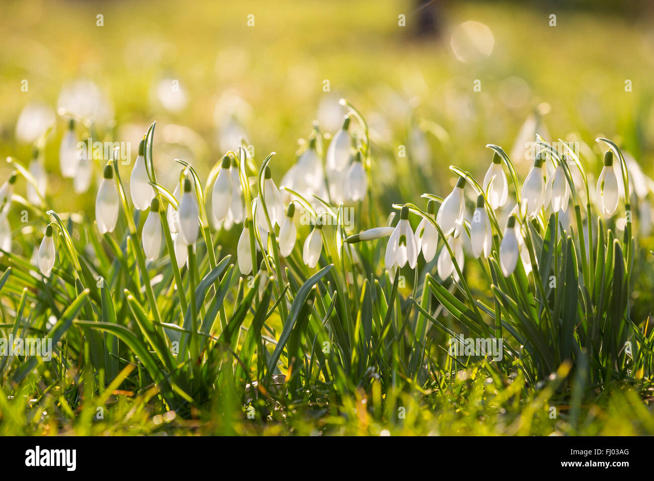 Snowdrop (Galanthus nivalis) in the spring sunshine, Germany Stock Photo