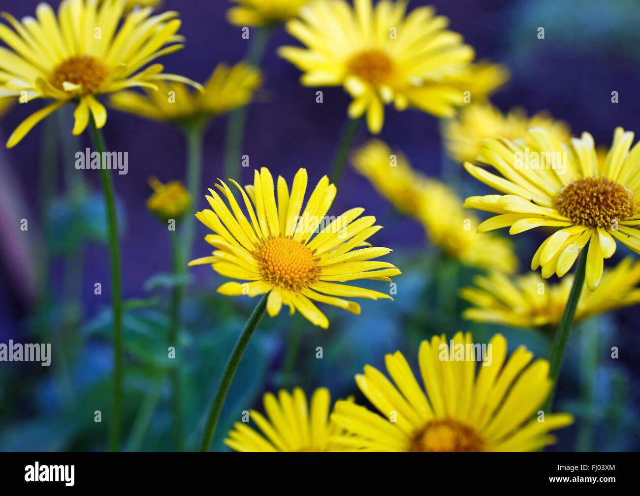 yellow daisy flowers Stock Photo Alamy