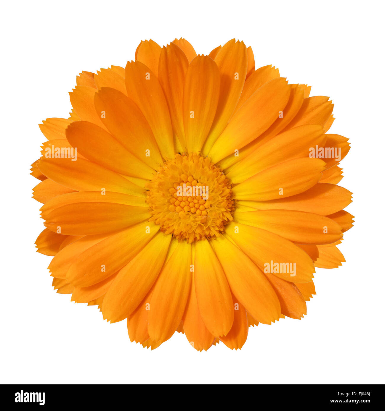 yellow Marigold flower isolated on white background Stock Photo
