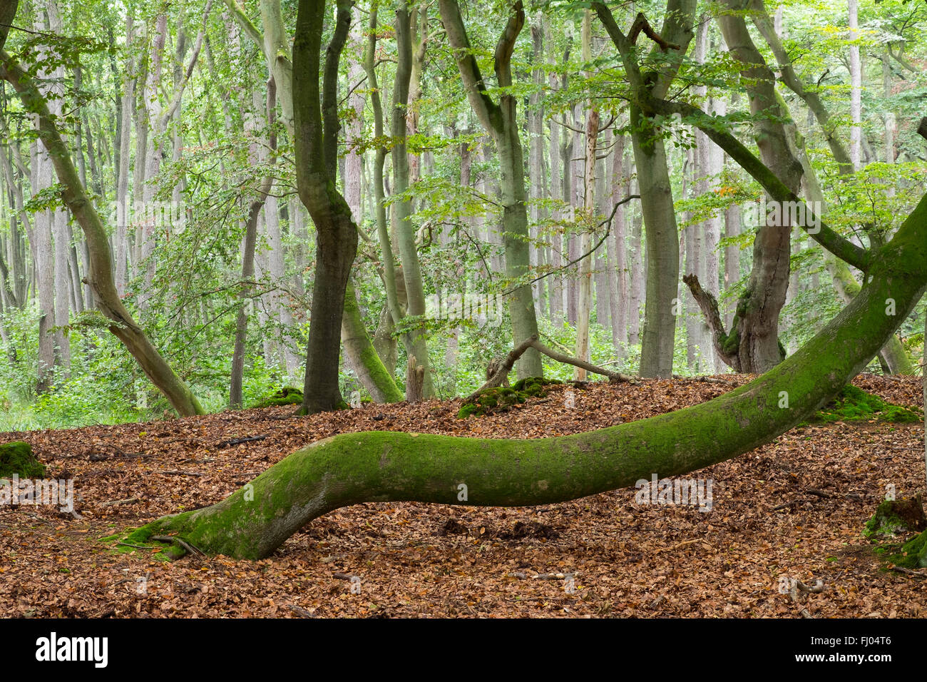 Germany, Western Pomerania Lagoon Area National Park, trees in forest, Darsser Wald Stock Photo