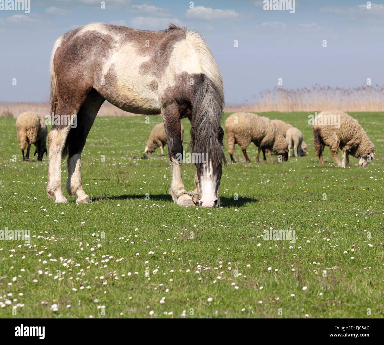 horse and sheep on pasture Stock Photo - Alamy