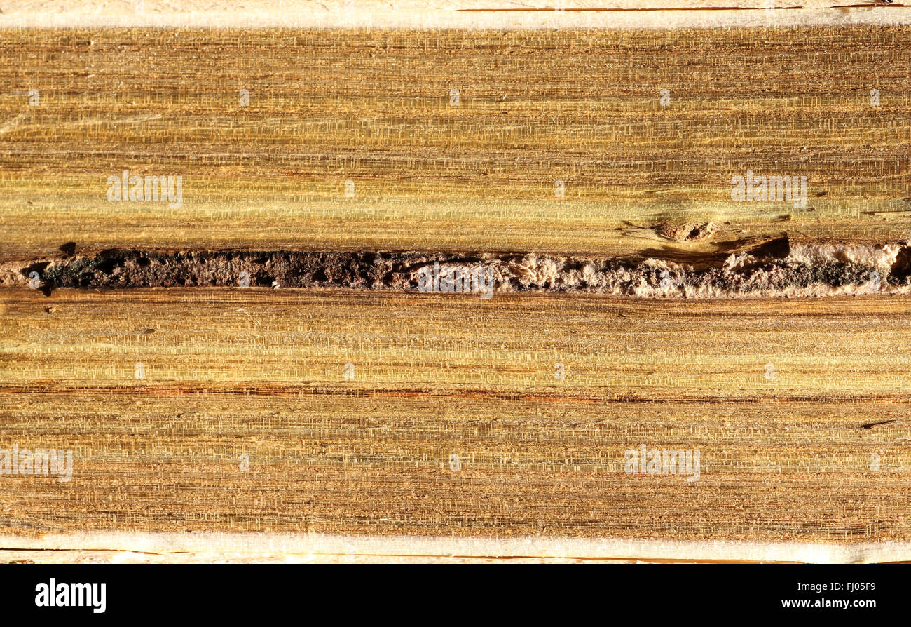 golden green grain in cherry wood Stock Photo