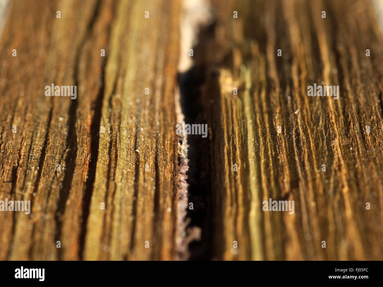golden green grain in cherry wood Stock Photo