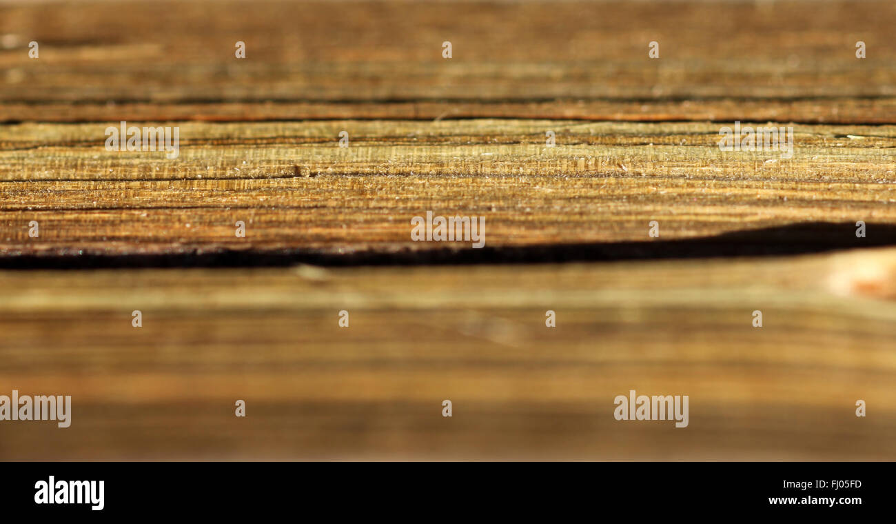 golden green grain in cherry wood Stock Photo