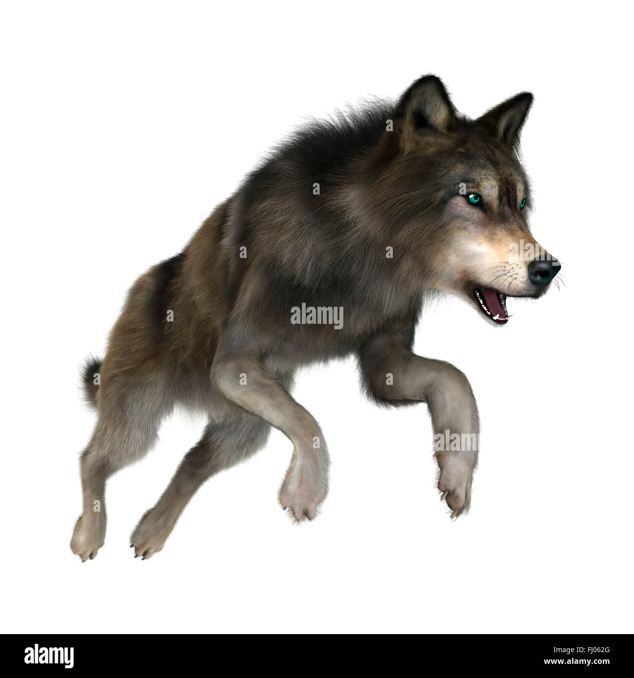 3D digital render of a wild wolf jumping isolated on white background Stock Photo