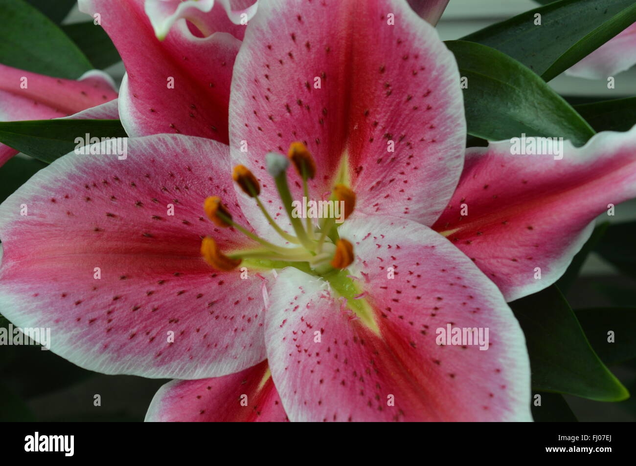 Lily Blooming in the Garden Stock Photo Alamy