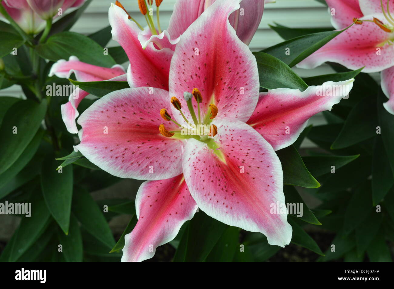 Lily Blooming in the Garden Stock Photo Alamy
