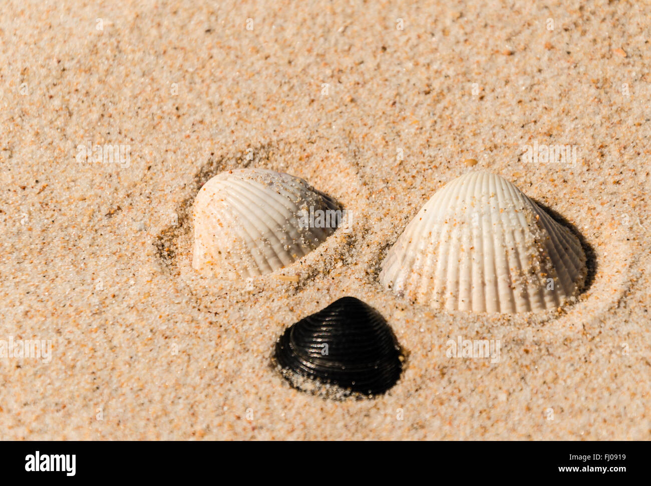 a group of three purple shell grouped on a beach Stock Photo
