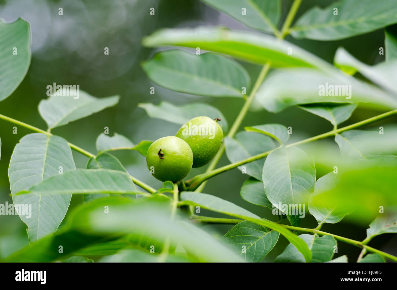 Walnut Sprig Walnut twig in spring Stock Photo - Alamy