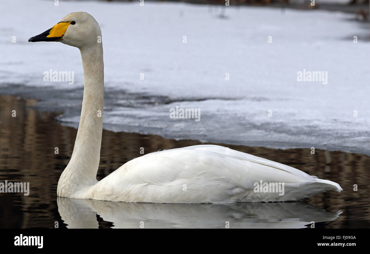 Whooper swan swimming, winter Stock Photo