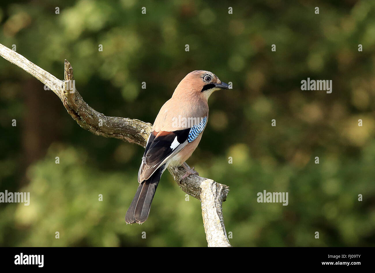 Eurasian Jay sitting on branch with green background Stock Photo