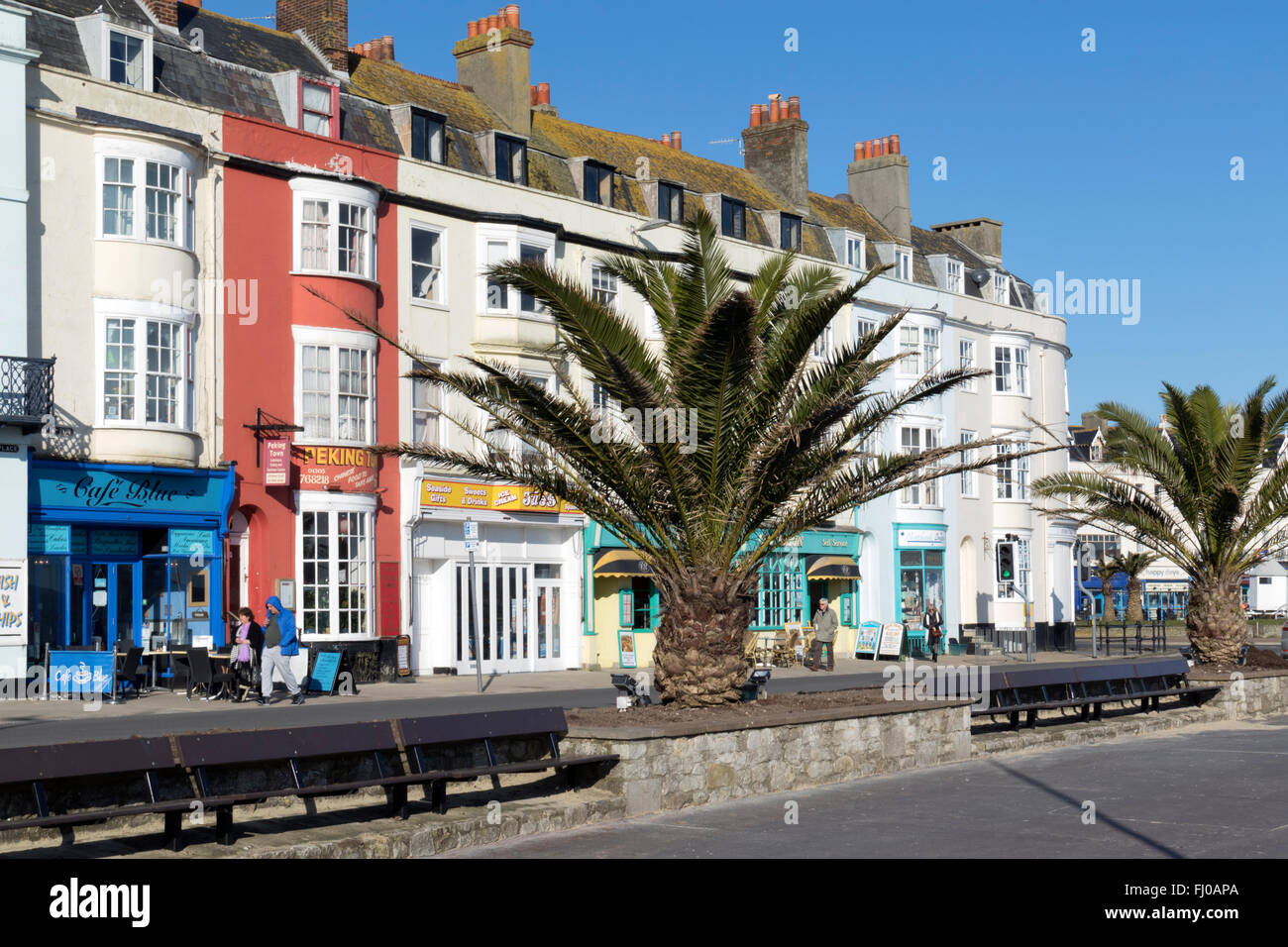 Palm trees survive Britain's winter on Weymouth's Esplanade Stock Photo