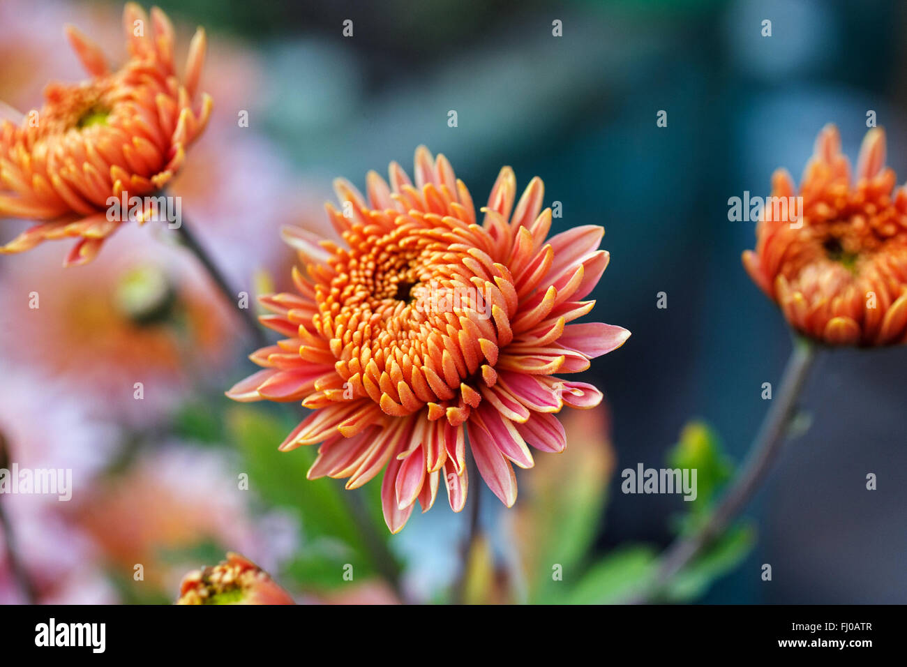 pink flowers bloom Stock Photo Alamy