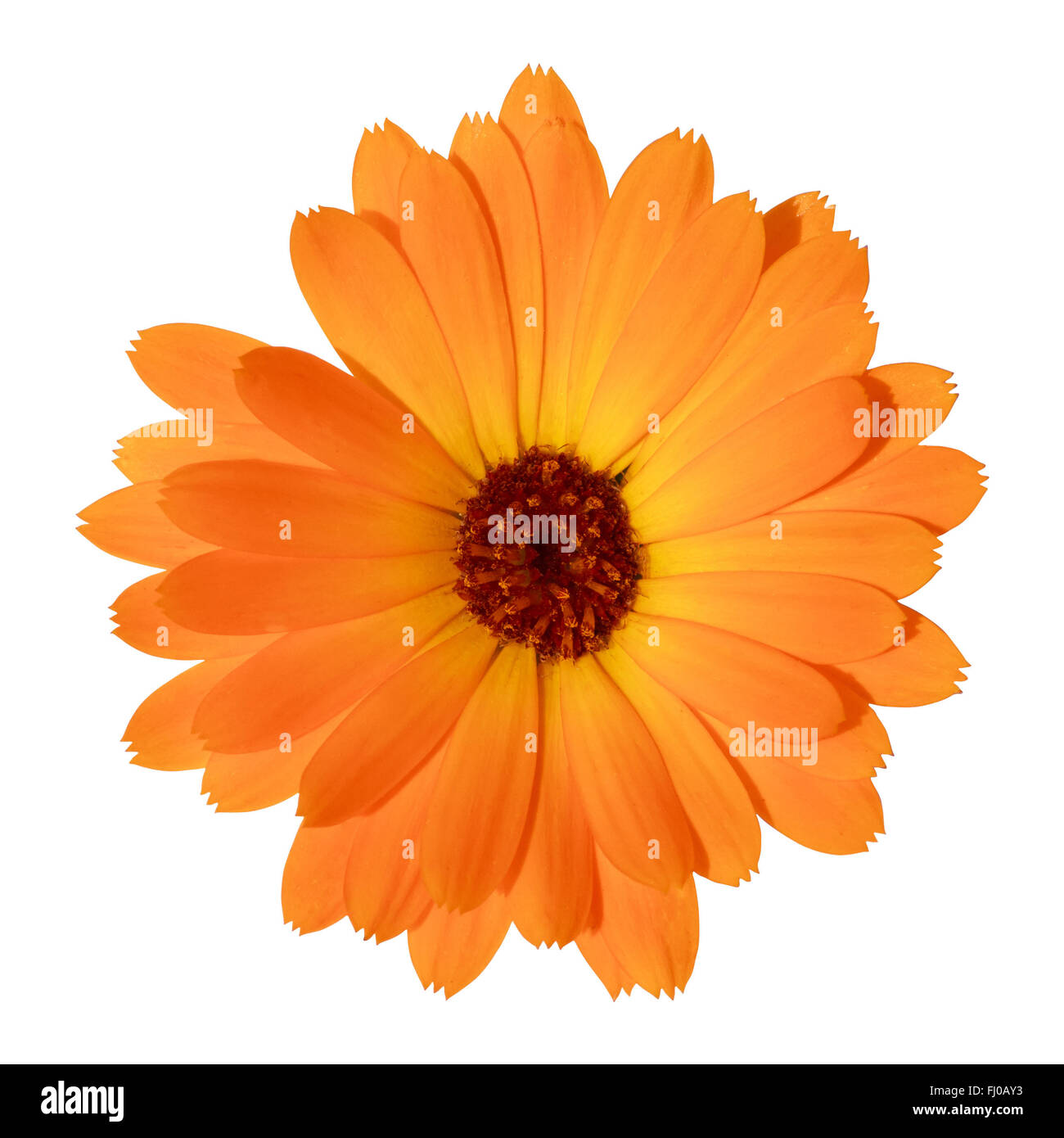 yellow Marigold flower isolated on white background Stock Photo