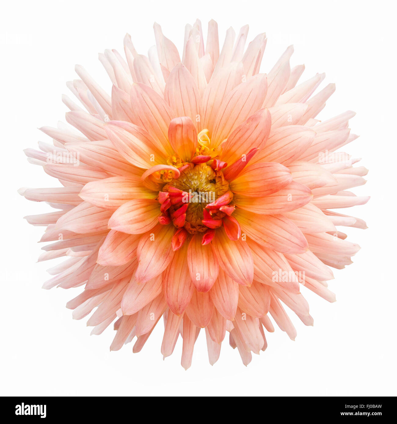 beautiful yellow flower isolated on white background Stock Photo - Alamy