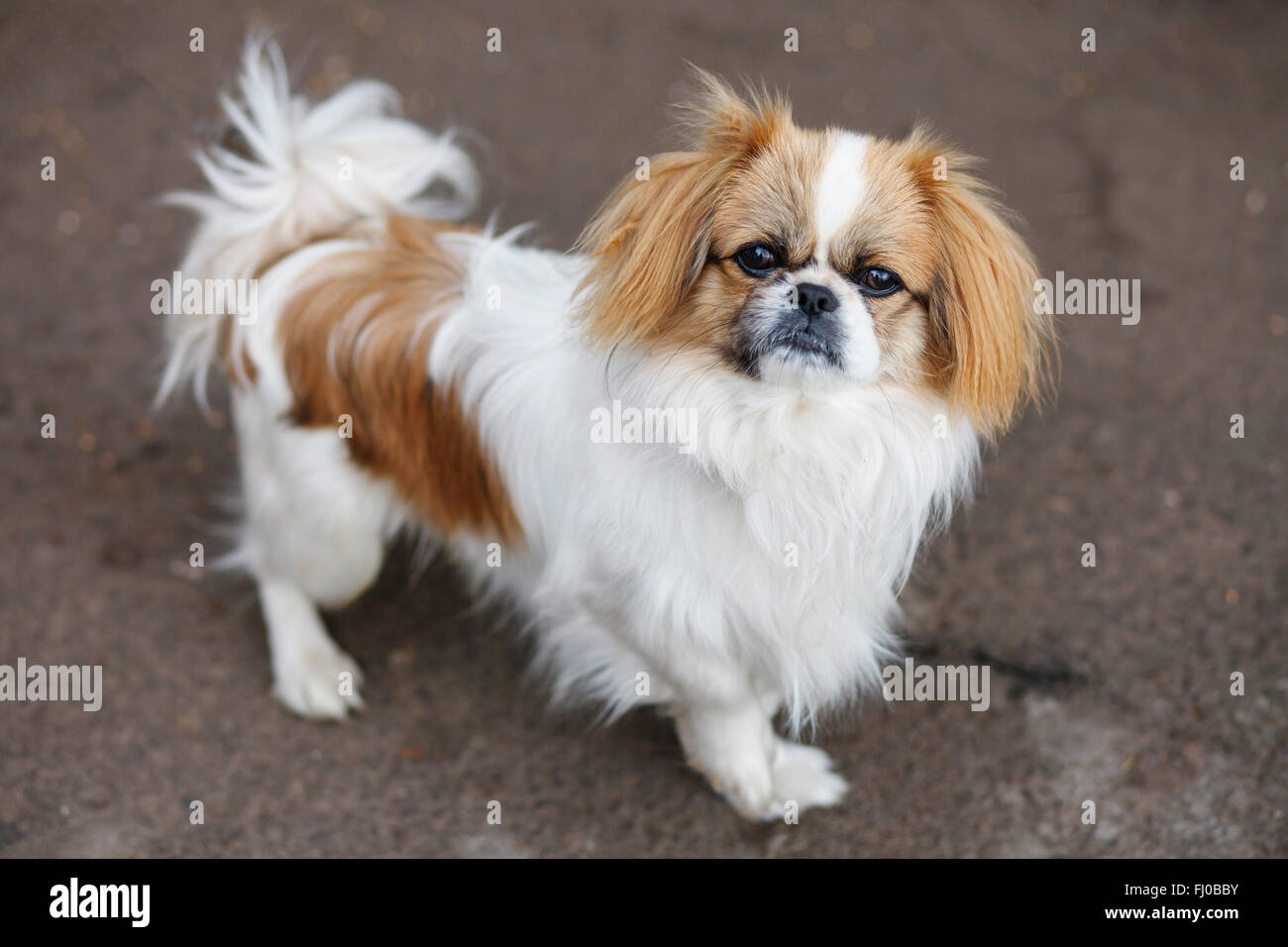Funny red-haired pekingese dog Stock Photo
