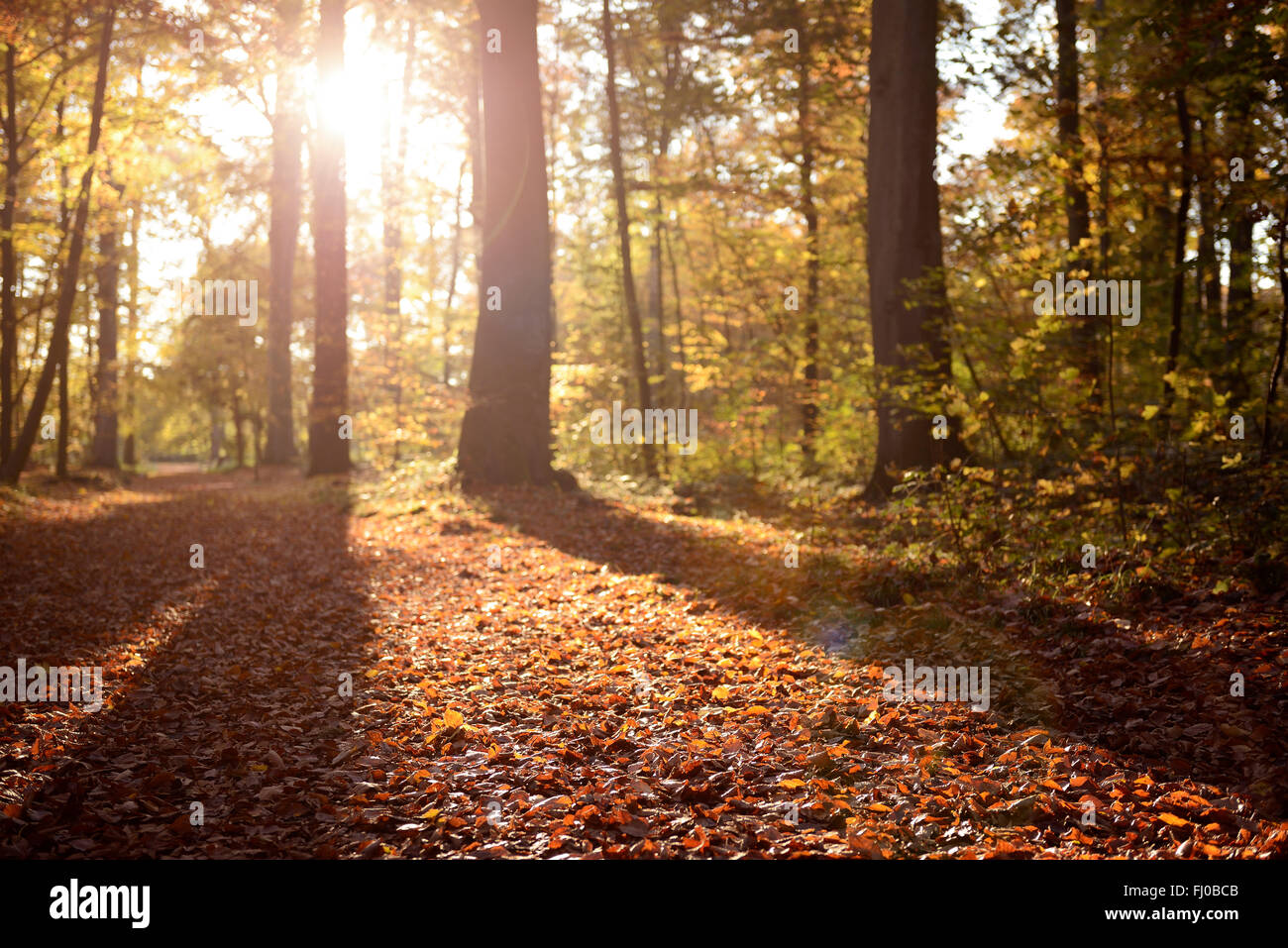 Germany, Duesseldorf, Benrath forest, Trees and sunshine in autumn Stock Photo