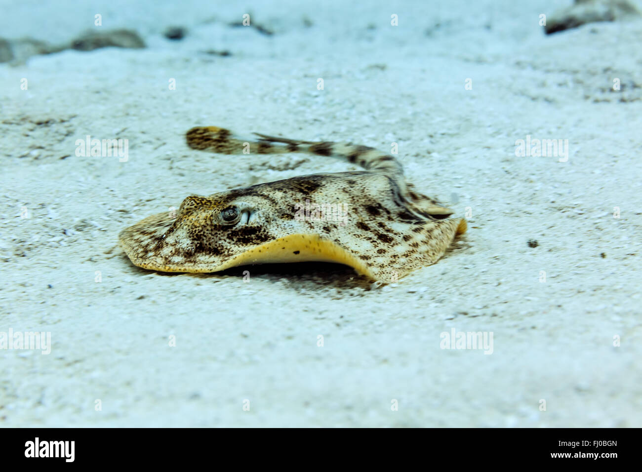 Close up of Yellow stingray urobatis jamaicensis swimming on sandy ...
