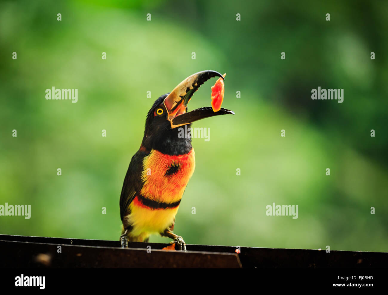 Close up of Wild green-billed red-breasted toucan, Ramphastos dicolorus, eating papaya fruit Stock Photo