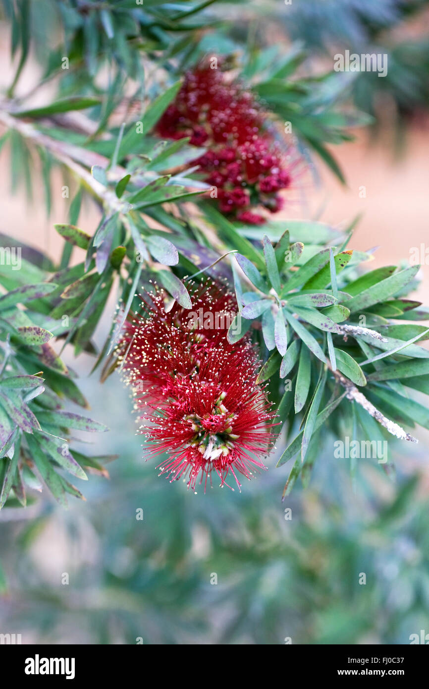 Callistemon viminalis 'Little John'. Weeping Bottlebrush flower growing in a protected environment. Stock Photo