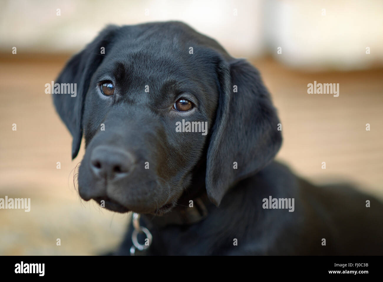 Labrador Hitam Portrait of black Labrador puppy Stock Photo - Alamy