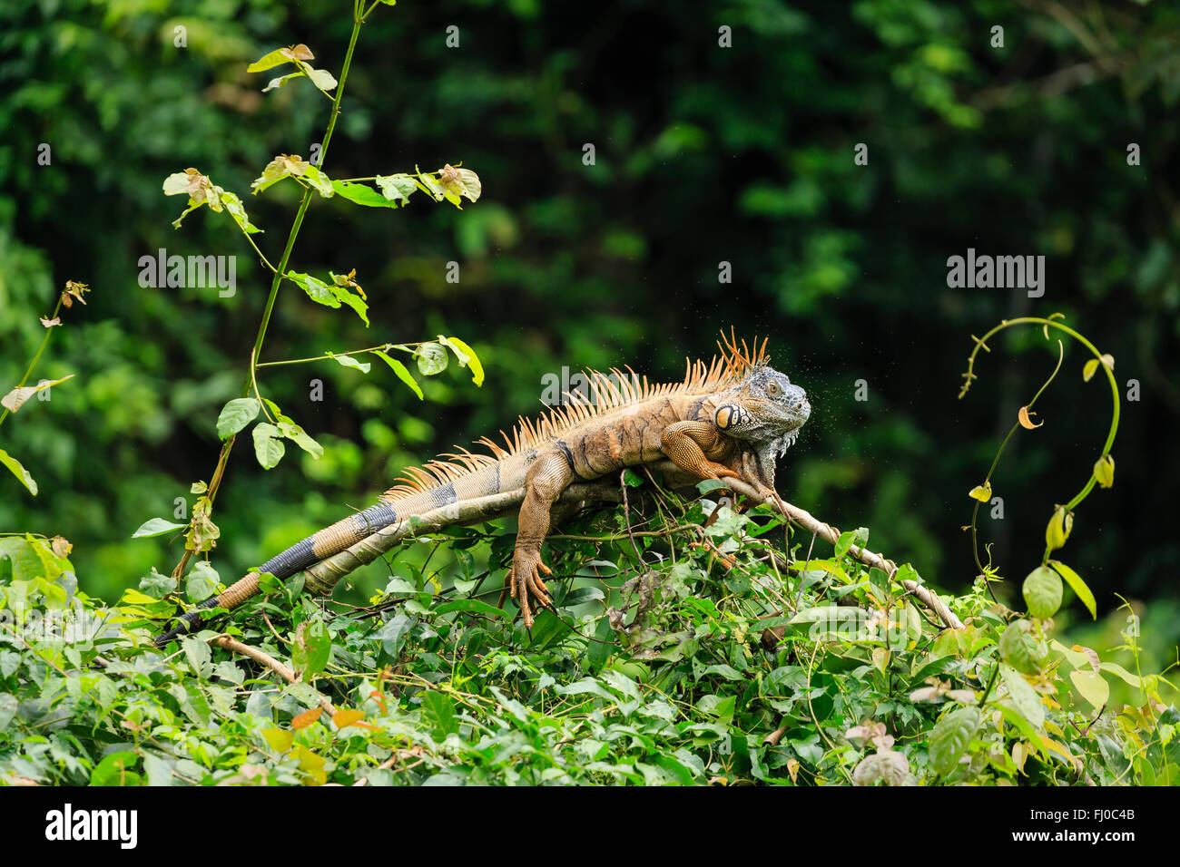 Male green iguana, Iguana iguana, crawls in sunlight on tree branch in rainforest Stock Photo