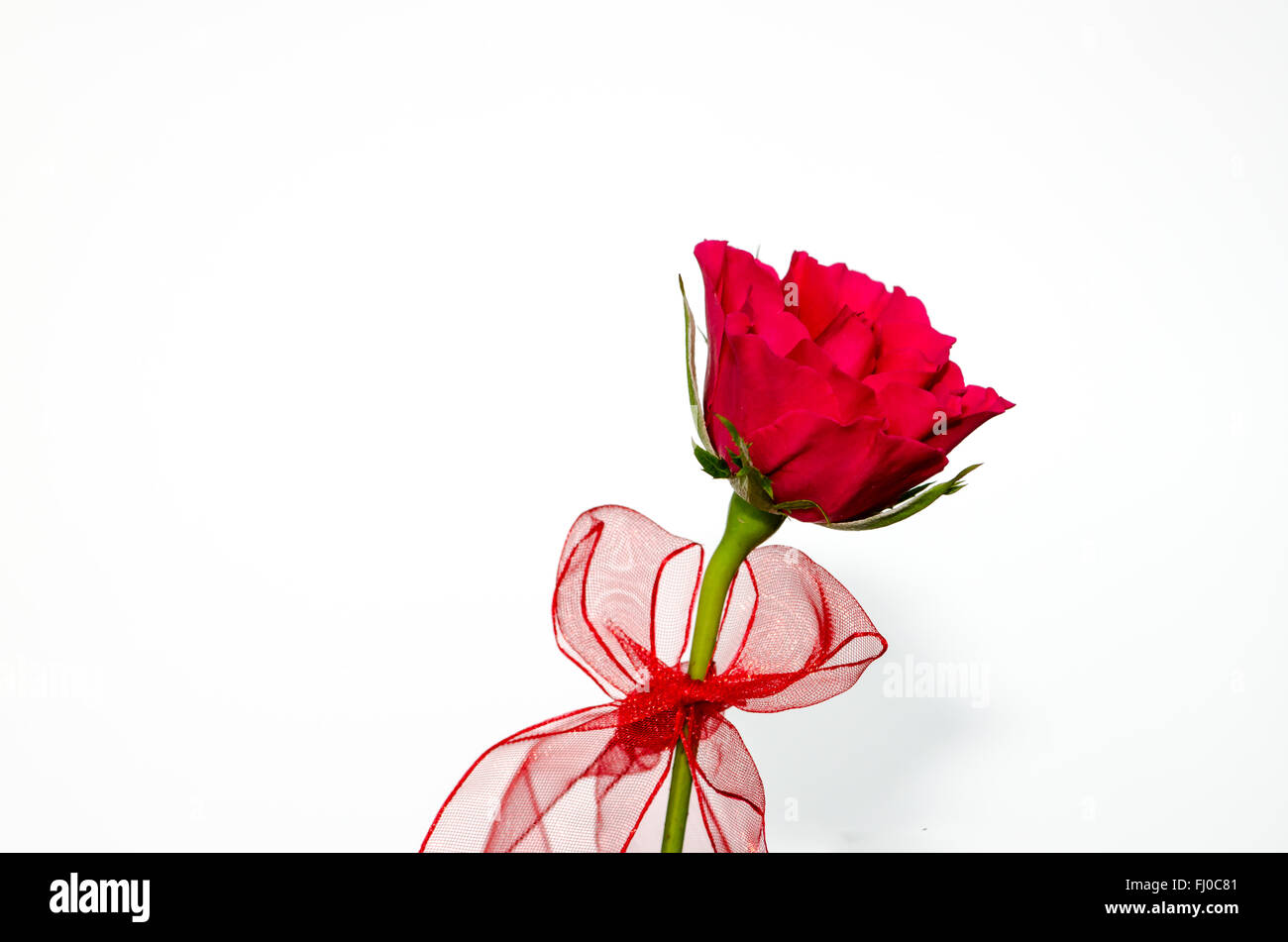 red rose with ribbon on white background Stock Photo - Alamy