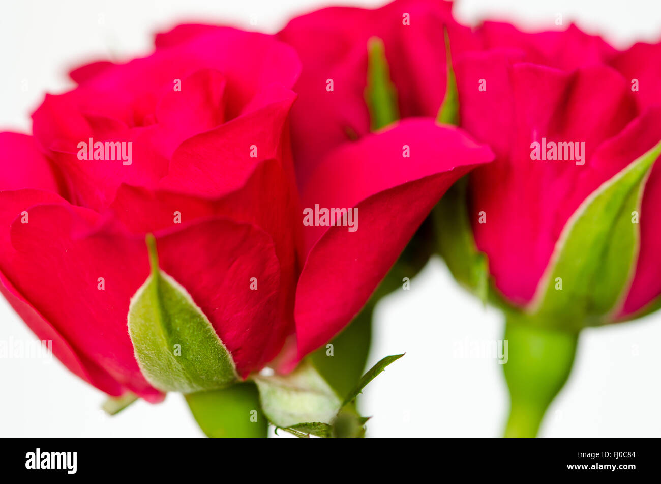 red rose macro detail image on white background Stock Photo - Alamy