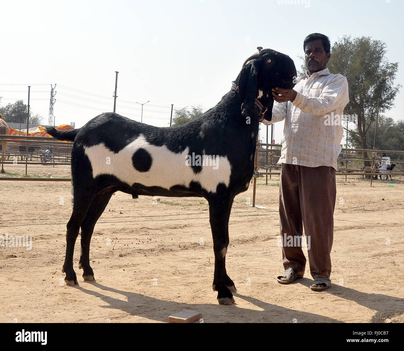 Bikaner, India. 27th Feb, 2016. A participant showing his huge buck (male goat) for cattle
