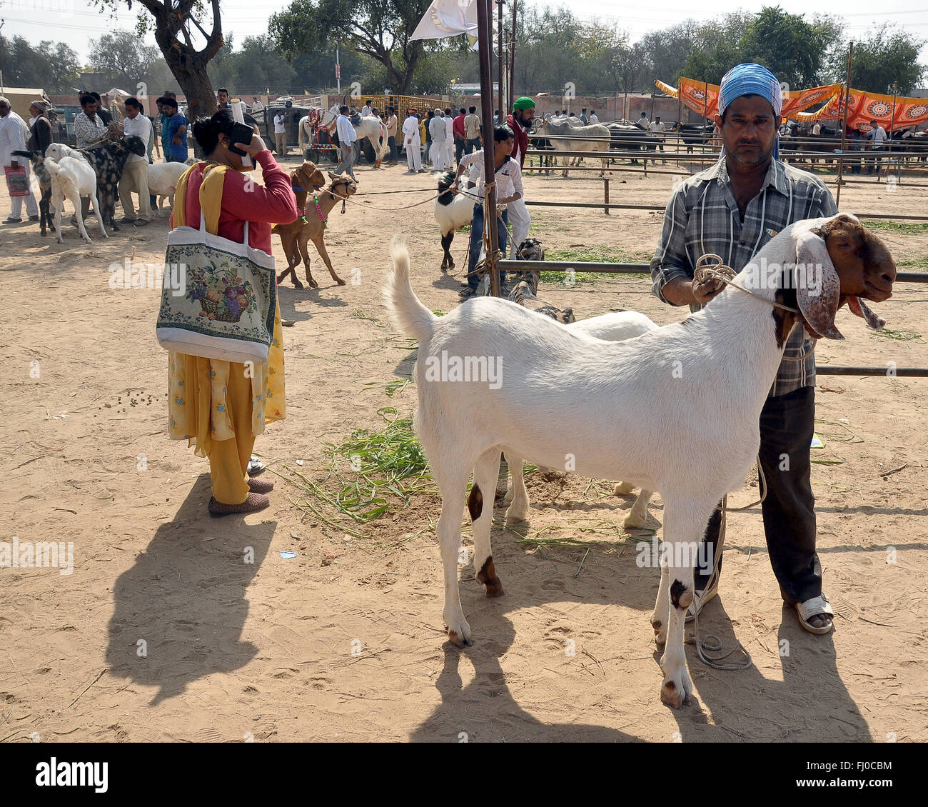 Bikaner, India. 27th Feb, 2016. A participant showing his huge buck (male goat) for cattle