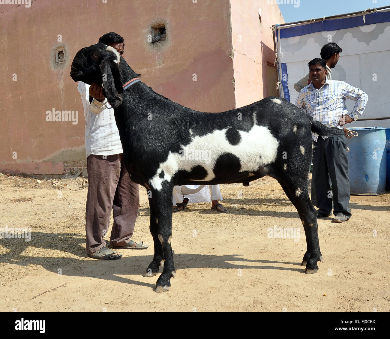 Bikaner, India. 27th Feb, 2016. A participant showing his huge buck (male goat) for cattle