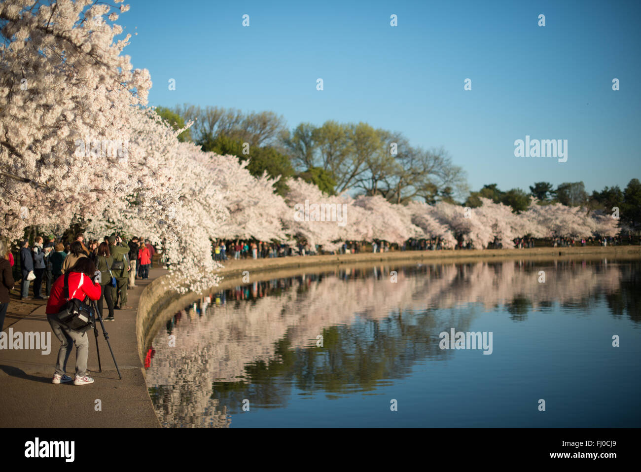 WASHINGTON DC, USA - Tourists line the waterfront on a beautiful clear morning with Washington DC's famous cherry blossoms at peak bloom. Stock Photo