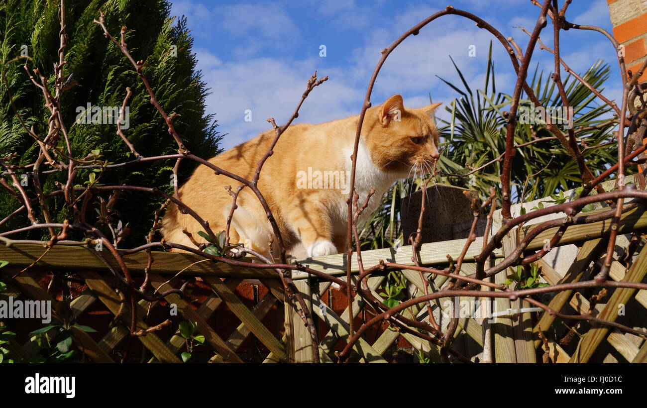 Male ginger cat checking territory markings Stock Photo Alamy